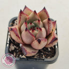 Echeveria Agavoides Romeo