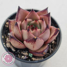 Echeveria Agavoides Romeo