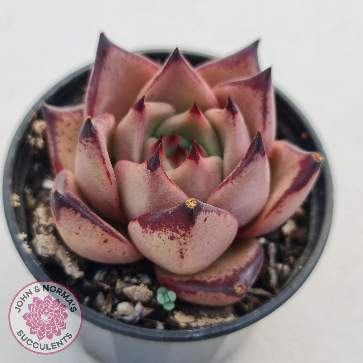 Echeveria Agavoides Romeo