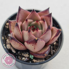 Load image into Gallery viewer, Echeveria Agavoides Romeo - John &amp; Norma&#39;s Succulents
