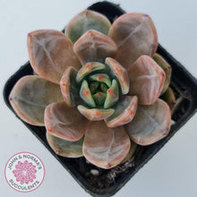 Load image into Gallery viewer, Echeveria &#39;Rose Champagne&#39; - John &amp; Norma&#39;s Succulents Australia
