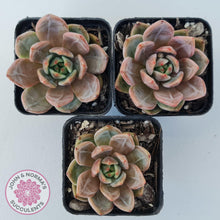 Load image into Gallery viewer, Echeveria &#39;Rose Champagne&#39; - John &amp; Norma&#39;s Succulents Australia
