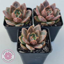 Load image into Gallery viewer, Echeveria &#39;Rose Champagne&#39; - John &amp; Norma&#39;s Succulents Australia
