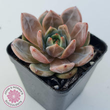 Load image into Gallery viewer, Echeveria &#39;Rose Champagne&#39; - John &amp; Norma&#39;s Succulents Australia
