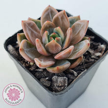 Load image into Gallery viewer, Echeveria &#39;Rose Champagne&#39; - John &amp; Norma&#39;s Succulents Australia
