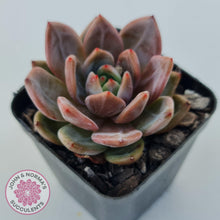 Load image into Gallery viewer, Echeveria &#39;Rose Champagne&#39; - John &amp; Norma&#39;s Succulents Australia
