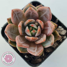 Load image into Gallery viewer, Echeveria &#39;Rose Champagne&#39; - John &amp; Norma&#39;s Succulents Australia
