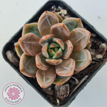 Load image into Gallery viewer, Echeveria &#39;Rose Champagne&#39; - John &amp; Norma&#39;s Succulents Australia
