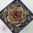 Echeveria Rosy Rose