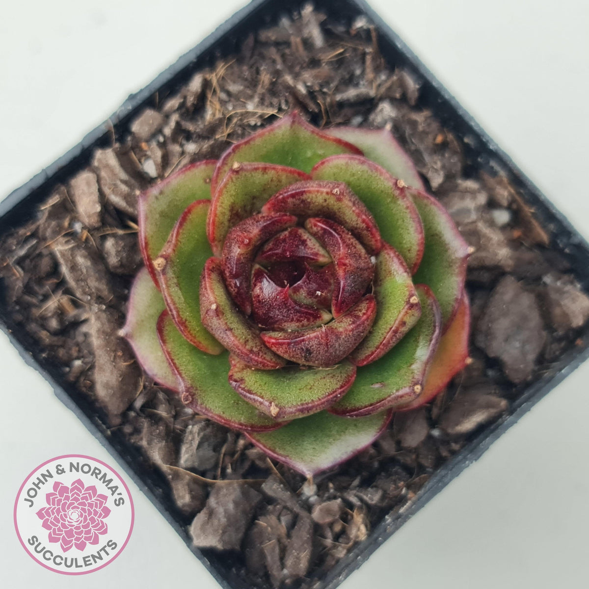 Echeveria Rosy Rose