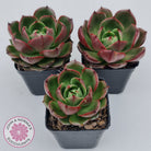 Echeveria Rosy Rose
