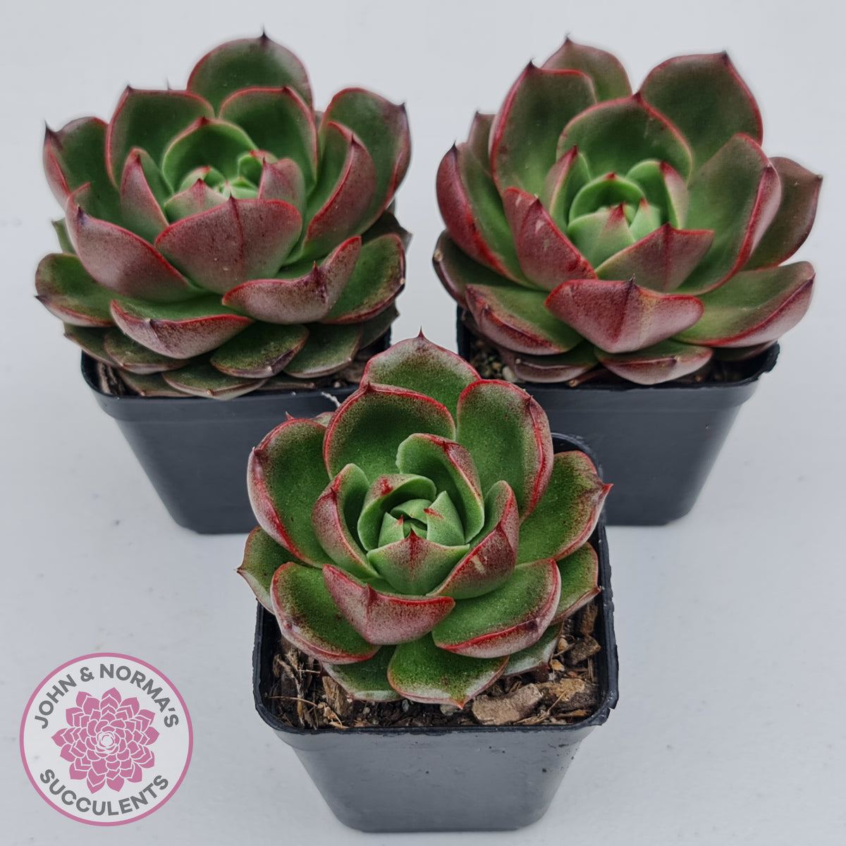 Echeveria Rosy Rose