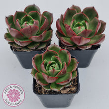 Load image into Gallery viewer, Echeveria Rosy Rose
