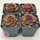 Echeveria Rosy Rose