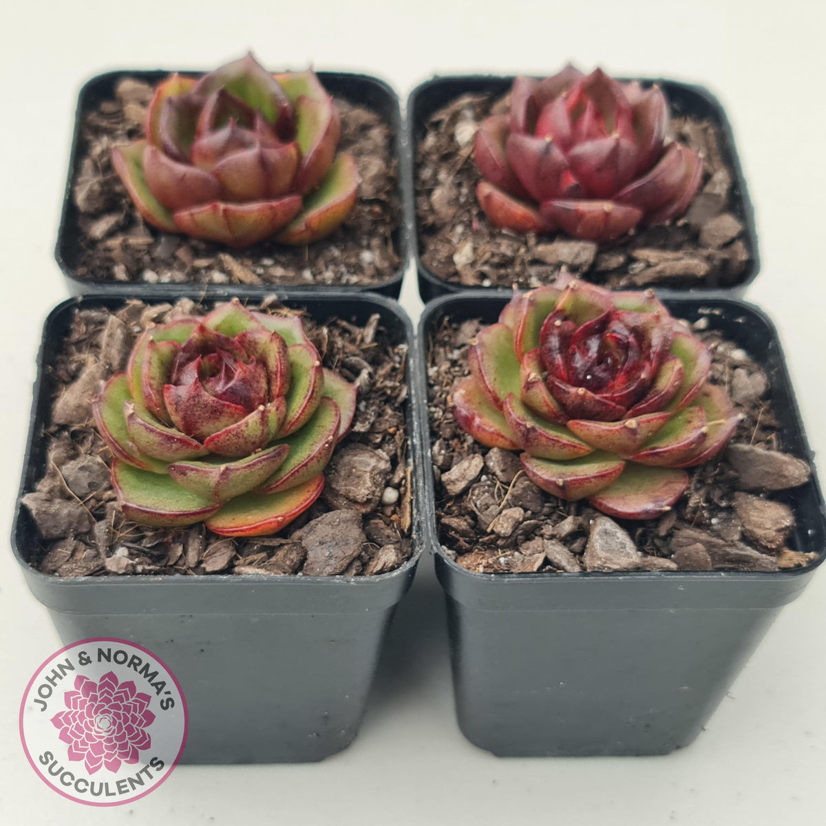 Echeveria Rosy Rose