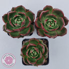 Echeveria Rosy Rose