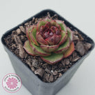 Echeveria Rosy Rose