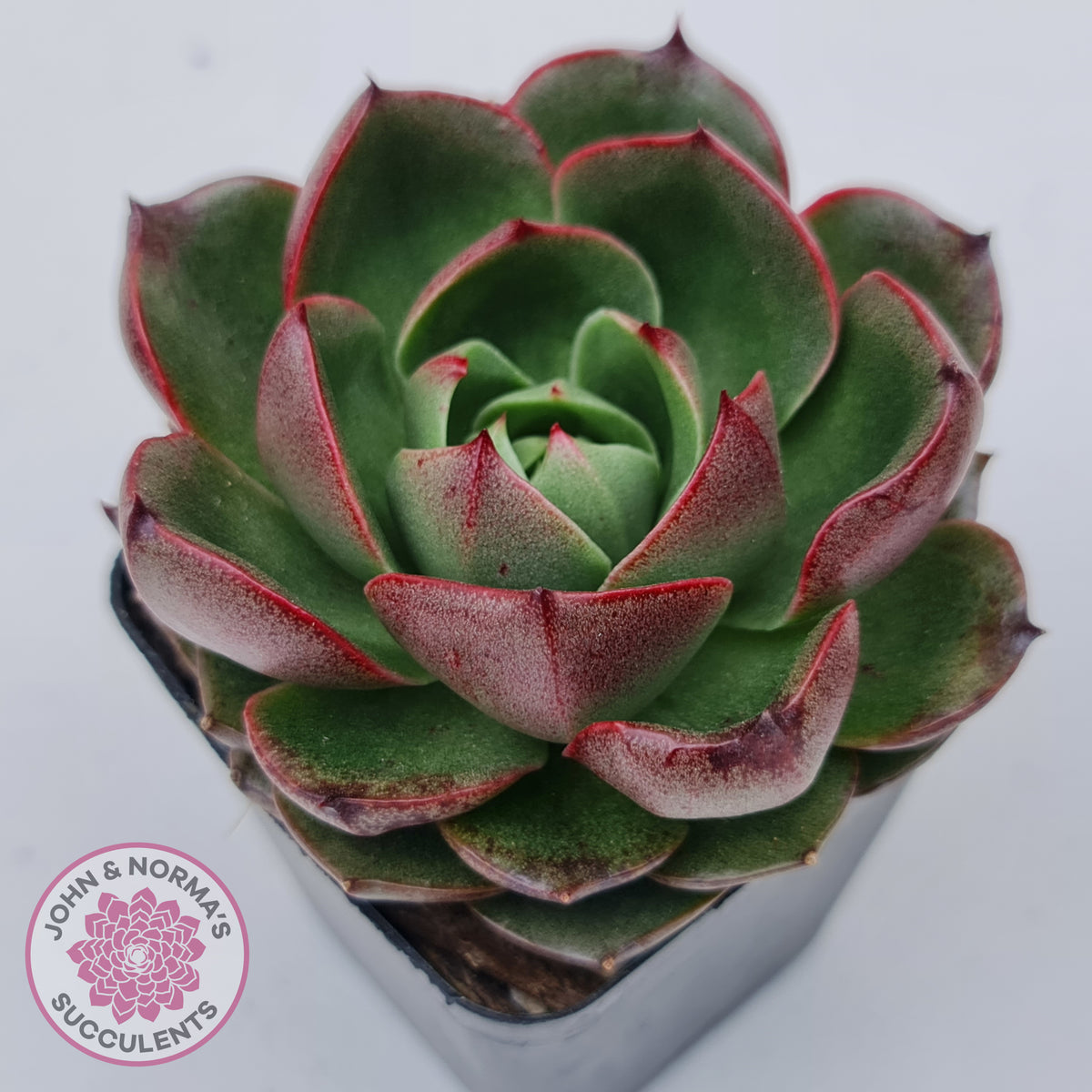 Echeveria Rosy Rose