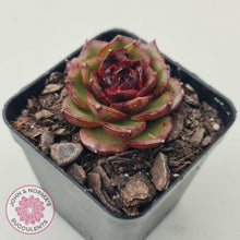 Load image into Gallery viewer, Echeveria Rosy Rose - John &amp; Norma&#39;s Succulents
