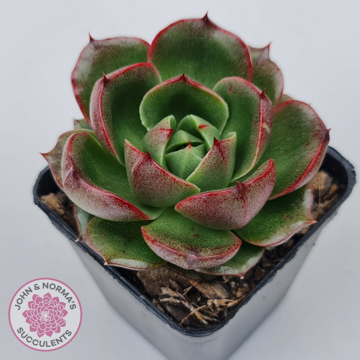 Echeveria Rosy Rose