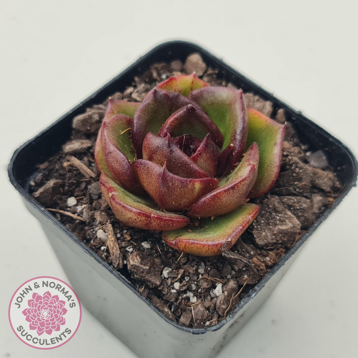 Echeveria Rosy Rose