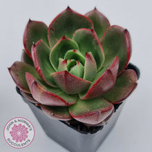 Load image into Gallery viewer, Echeveria Rosy Rose
