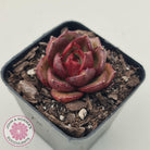 Echeveria Rosy Rose