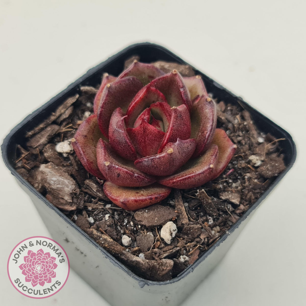 Echeveria Rosy Rose