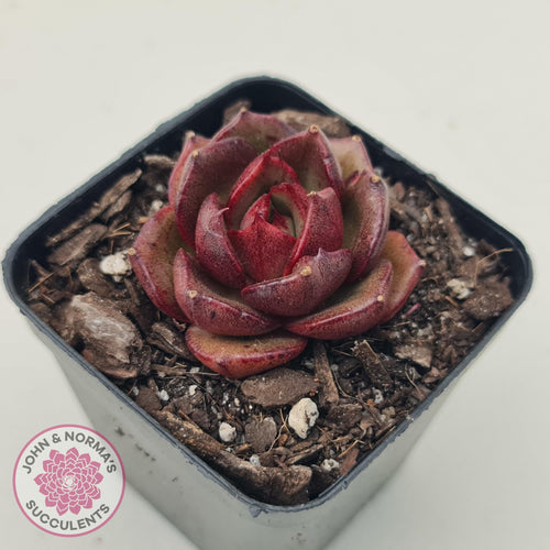 Echeveria Rosy Rose - John & Norma's Succulents