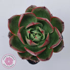 Echeveria Rosy Rose