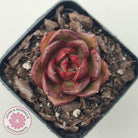 Echeveria Rosy Rose