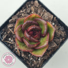 Echeveria Rosy Rose