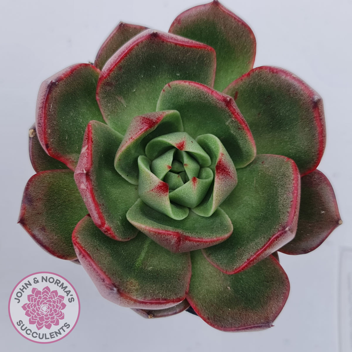 Echeveria Rosy Rose