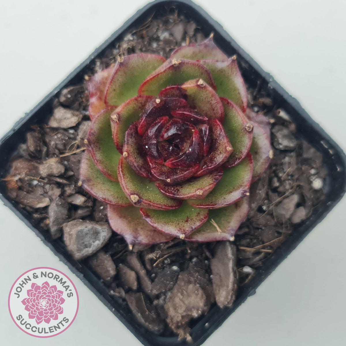 Echeveria Rosy Rose