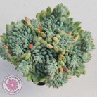 Echeveria Rundelli