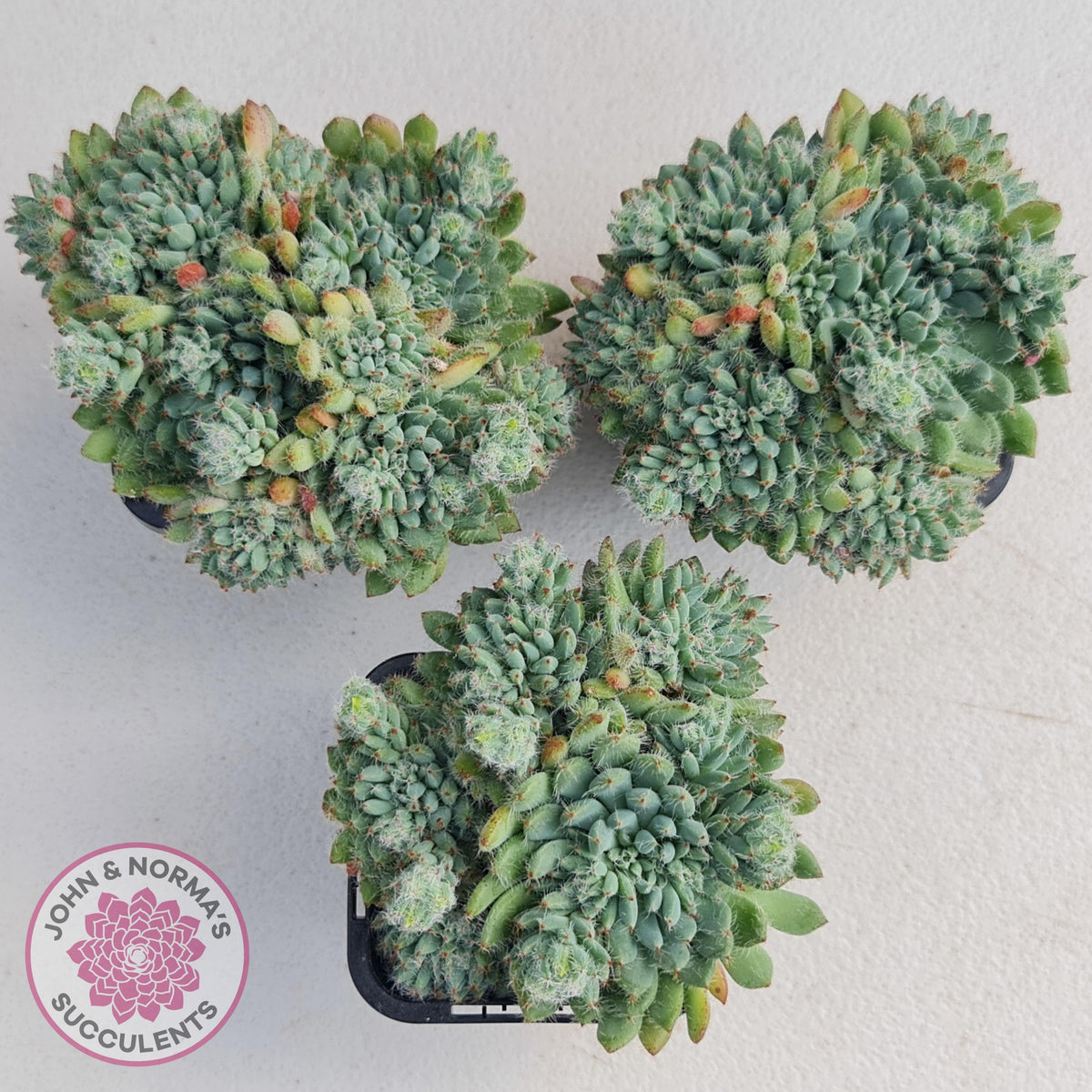 Echeveria Rundelli
