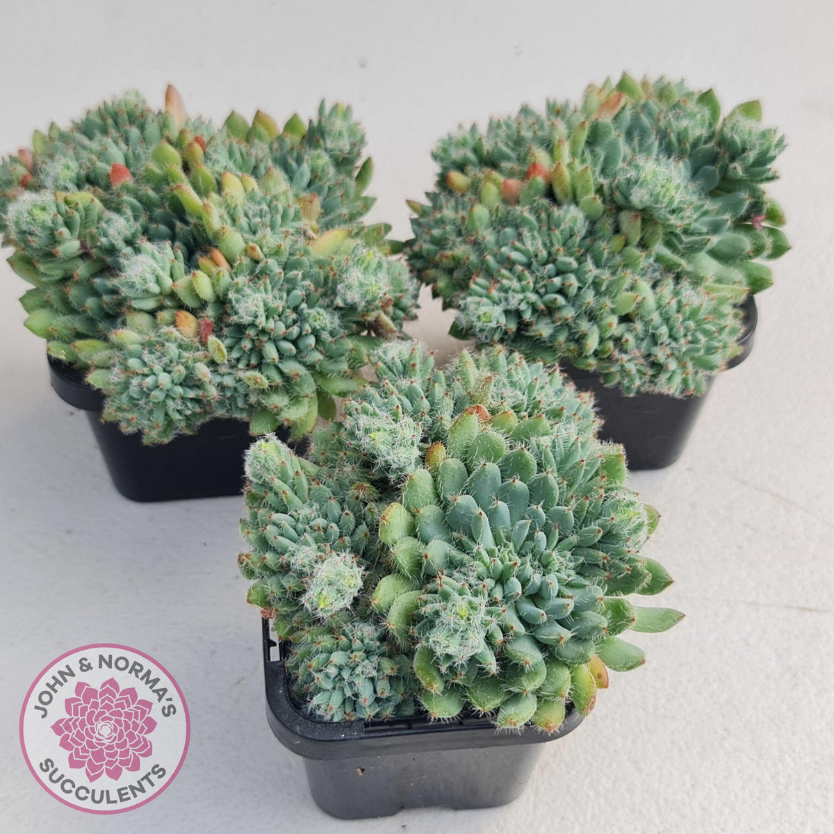 Echeveria Rundelli