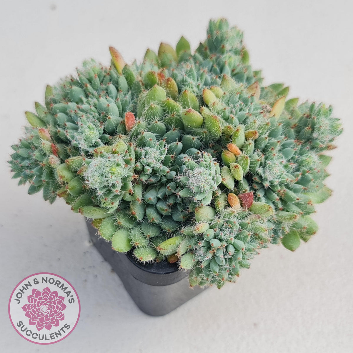 Echeveria Rundelli