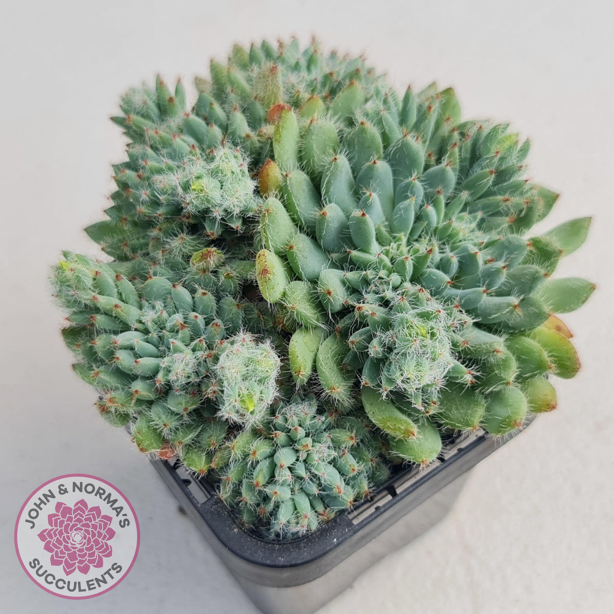 Echeveria Rundelli