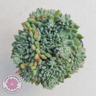 Echeveria Rundelli