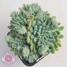 Echeveria Rundelli