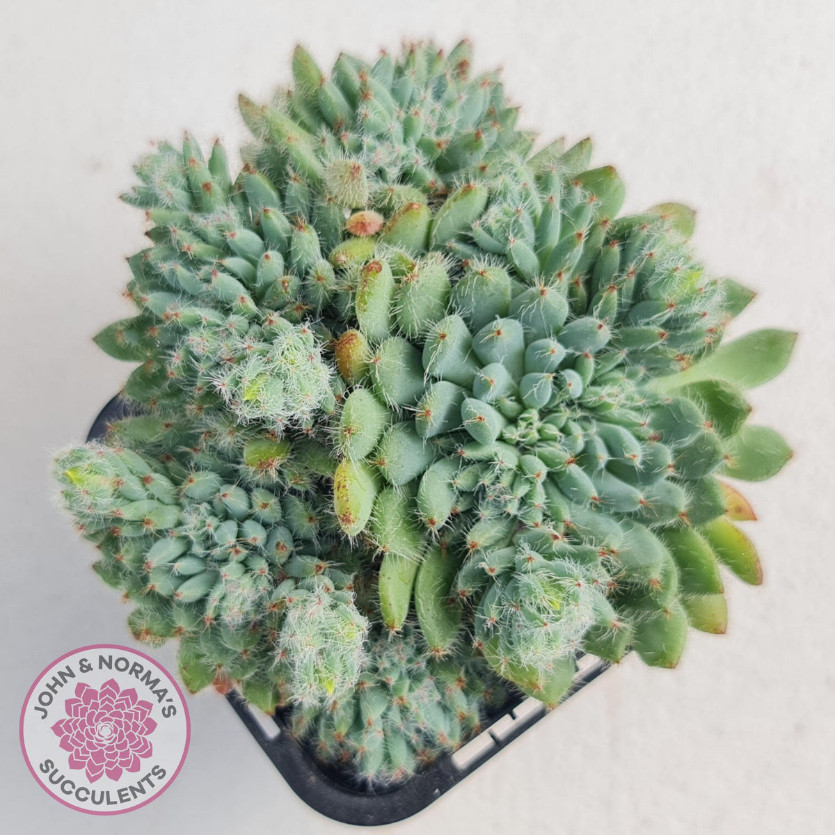 Echeveria Rundelli