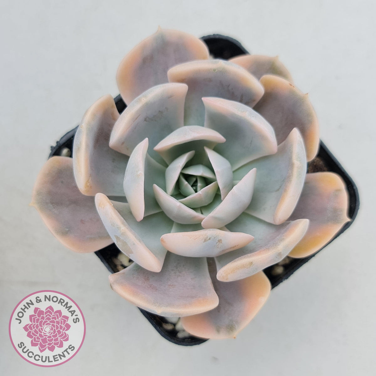 Echeveria Runyonii Variegated