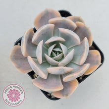 Load image into Gallery viewer, Echeveria Runyonii Variegated - John &amp; Norma&#39;s Succulents
