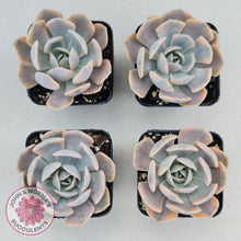 Load image into Gallery viewer, Echeveria Runyonii Variegated - John &amp; Norma&#39;s Succulents
