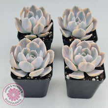 Load image into Gallery viewer, Echeveria Runyonii Variegated - John &amp; Norma&#39;s Succulents
