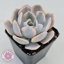 Load image into Gallery viewer, Echeveria Runyonii Variegated - John &amp; Norma&#39;s Succulents
