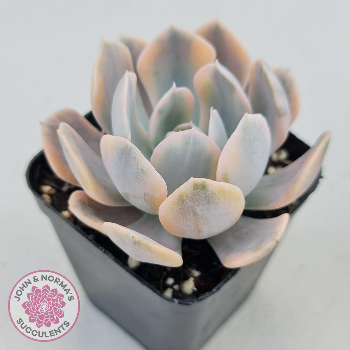Echeveria Runyonii Variegated