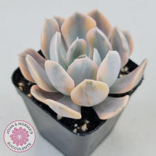 Load image into Gallery viewer, Echeveria Runyonii Variegated - John &amp; Norma&#39;s Succulents
