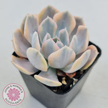 Load image into Gallery viewer, Echeveria Runyonii Variegated - John &amp; Norma&#39;s Succulents
